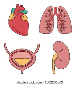 Internal organs vector illustration. Vector drawing of heart, lungs, bladder, kidney