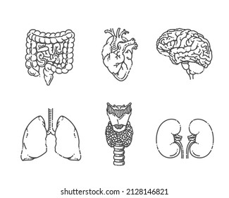 Internal organs. Vector medical icons set