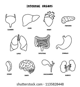 Internal organs, vector outline collection