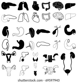 Internal organs in white and black colors, vector illustration, eps10