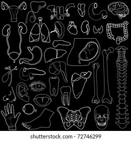 Internal organs in white and black colors, vector illustration, eps10