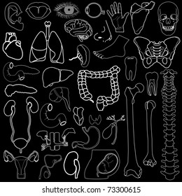 Internal organs in white and black colors, vector illustration, eps10