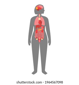 Internal Organs Woman Body Brain Stomach Stock-vektor (royaltyfri