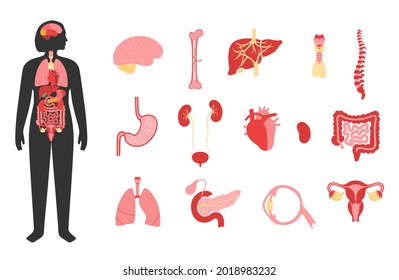 Internal Organs In Woman Body. Uterus, Brain, Stomach, Heart And Kidney In Female Silhouette. Digestive, Respiratory, Cardiovascular And Reproductive Systems. Medical Anatomy Flat Vector Illustration