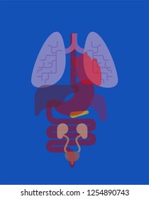 Internal organs X-ray human anatomy body. Heart and Lungs. Liver and stomach. Esophagus and pancreas. Kidney and spleen