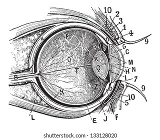 Internal Parts of the Human Eye, cross-section showing the cornea, iris, lens, and retina, vintage engraved illustration. Dictionary of Words and Things - Larive and Fleury - 1895