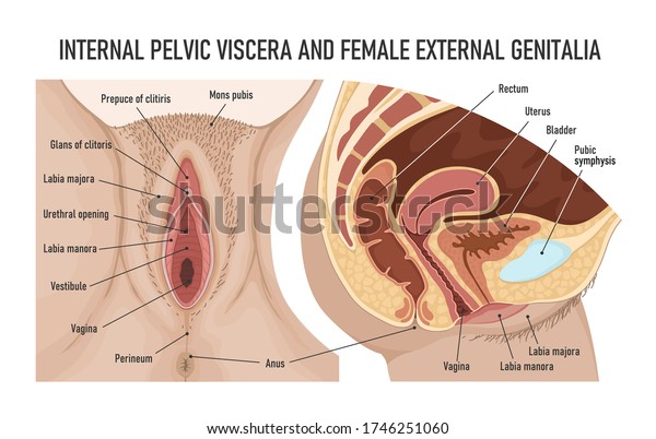 Internal pelvic viscera and female external\
genitalia. Female urogenital system. Anatomy of the female\
reproductive system.