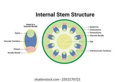 Internal Stem Structure Design Illustration