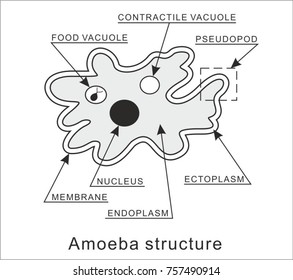 94 Amoeba digestion Images, Stock Photos & Vectors | Shutterstock