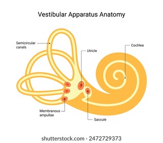 Estructura interna del aparato vestibular anatómico