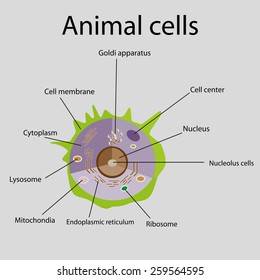 Animal Cell Vacuole Size / Introduction To Plant Animal Cells Chapter