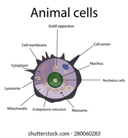 Internal Structure Animal Cell Illustration Isolated Stock Vector ...