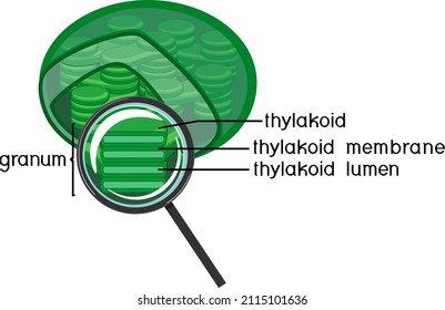 Internal structure of chloroplast with thylakoids under magnifying glass isolated on white background