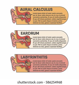 Internal structure of the ear, vector infographic