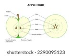 The internal structure of the fruit of the apple tree. Longitudinal section of an apple. Cross section of an apple. 