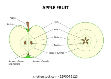 The internal structure of the fruit of the apple tree. Longitudinal section of an apple. Cross section of an apple. 