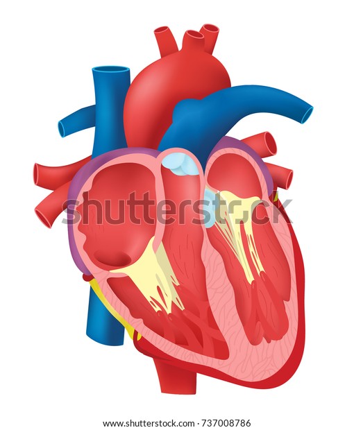 Internal Structure Heart Stock Vector (Royalty Free) 737008786 ...