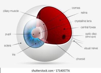 internal structure of the human eye