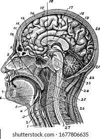 The internal structure of human head and neck, which consist of major organs like brain, neck muscles, mandible, spinal vertebrae, and nasal cavity, vintage line drawing or engraving illustration.