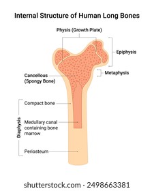 Internal Structure of Human Long Bones