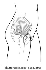 The internal structure of the human pelvic belt, piriformis, gluteus minimus muscle, gluteus medius muscle, side view. On a white background