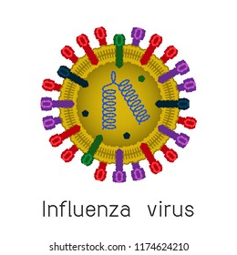 Internal structure of the influenza virus. Vector illustration. The inscription "Influenza virus"