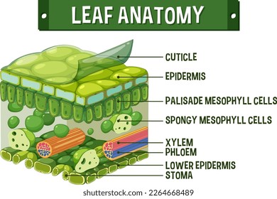 Internal structure of leaf diagram illustration