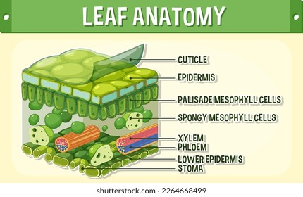 Internal structure of leaf diagram illustration