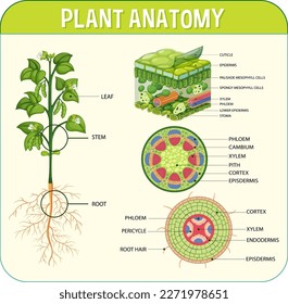 Internal structure of leaf diagram illustration