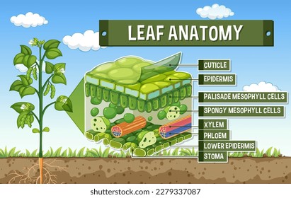 Internal structure of leaf diagram illustration