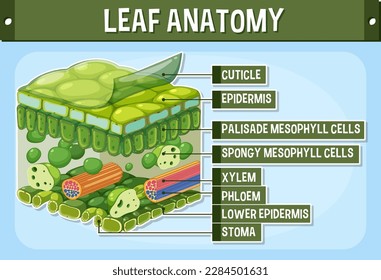 Internal structure of leaf diagram illustration