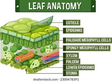 Internal structure of leaf diagram illustration