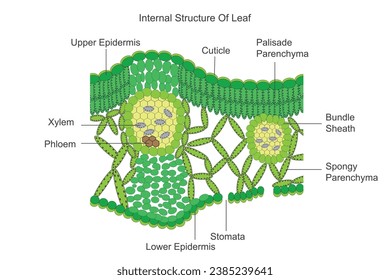 Estructura interna de la hoja, hoja dicotílona, hoja dorsiventral, ilustración botánica.