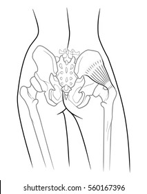 The internal structure of the pelvic girdle female skeleton and gluteus minimus muscle, rear view. On a white background