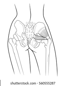 The internal structure of the pelvic girdle female skeleton and gluteus minimus muscle and piriformis,  rear view. On a white background