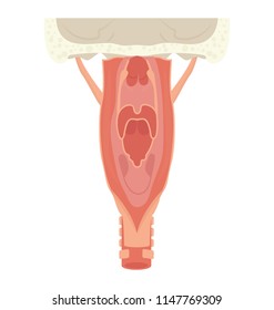 
Internal structure of pipe like human organ used for breathing function, this is lyrinx icon
