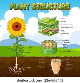 Internal structure of plant diagram illustration