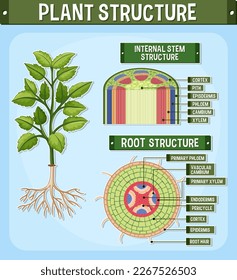 Internal structure of plant diagram illustration