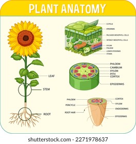 Internal structure of plant diagram illustration