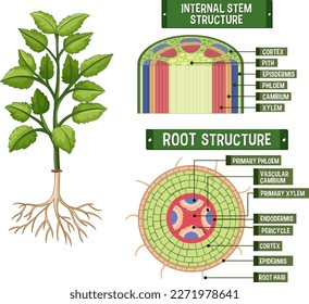 Internal structure of plant diagram illustration