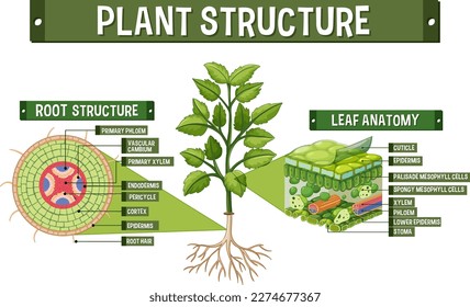 Internal structure of plant diagram illustration