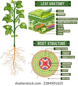 Internal structure of plant diagram illustration