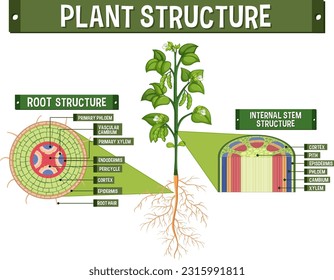 Internal structure of plant diagram illustration