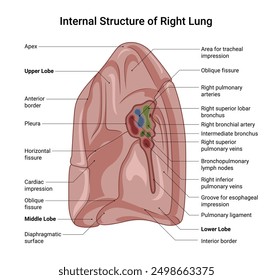 Internal Structure of Right Lung