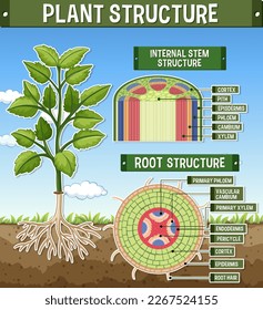 Internal structure of root diagram illustration