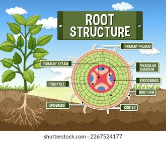 Internal structure of root diagram illustration