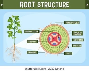 Interne Struktur der Root-Diagramm-Abbildung