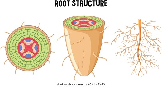 Internal structure of root diagram illustration