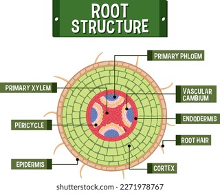 Internal structure of root diagram illustration