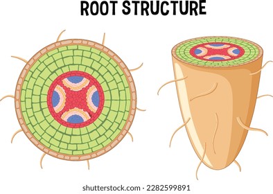 Interne Struktur der Root-Diagramm-Abbildung